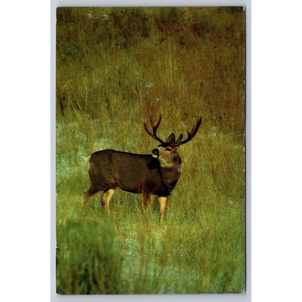 Postcard Montana Mule Deer Antlers Buck Woodlands Hunting Unposted c1970s VTG